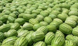 今日吃瓜热门大瓜每日更新,紧跟热门大瓜，揭秘娱乐圈最新动态